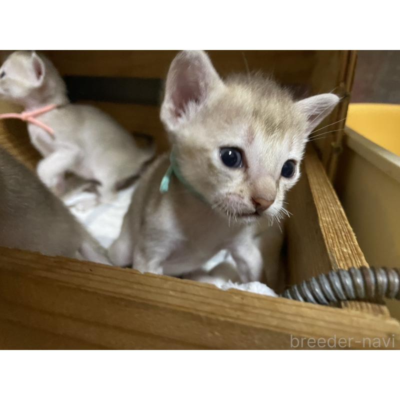 販売中の広島県のシンガプーラ-125607の6枚目