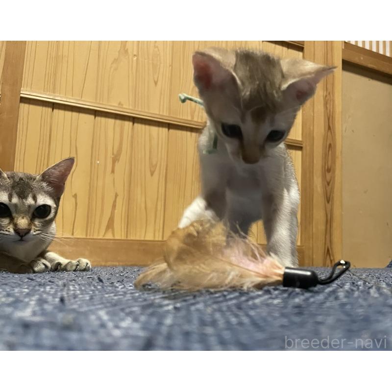 販売中の広島県のシンガプーラ-125609の3枚目