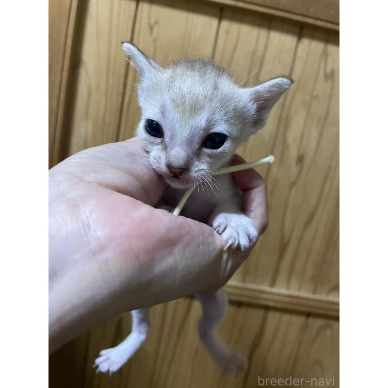 販売中の広島県のシンガプーラ-125610の4枚目