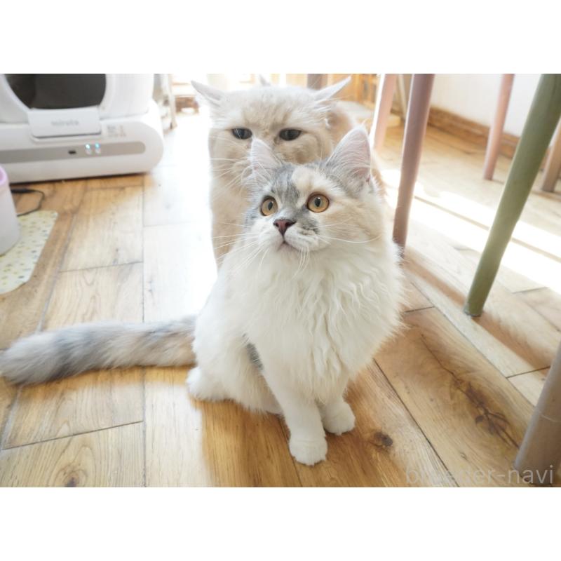 販売中の福岡県のマンチカン-112723の3枚目