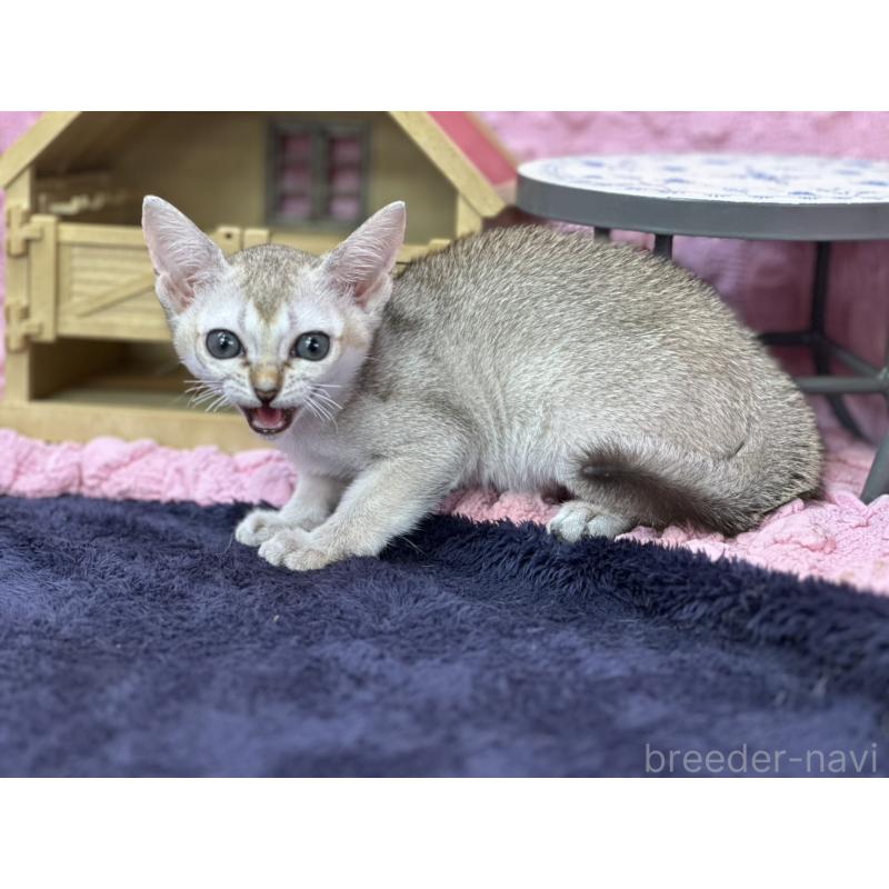 販売中の茨城県のシンガプーラ-125614の3枚目