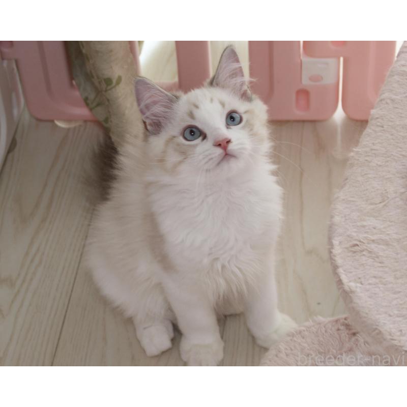 販売中の山梨県のラグドール-119960の2枚目