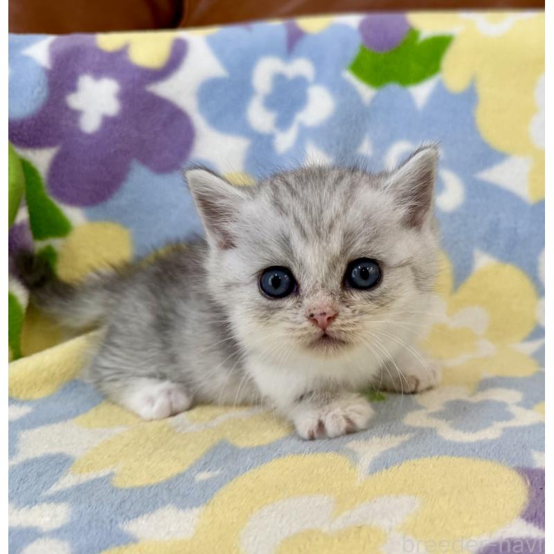 成約済の神奈川県のマンチカン-124849の9枚目