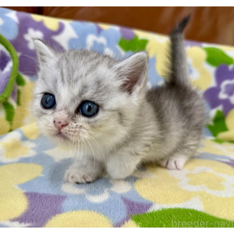 成約済の神奈川県のマンチカン-124849の8枚目