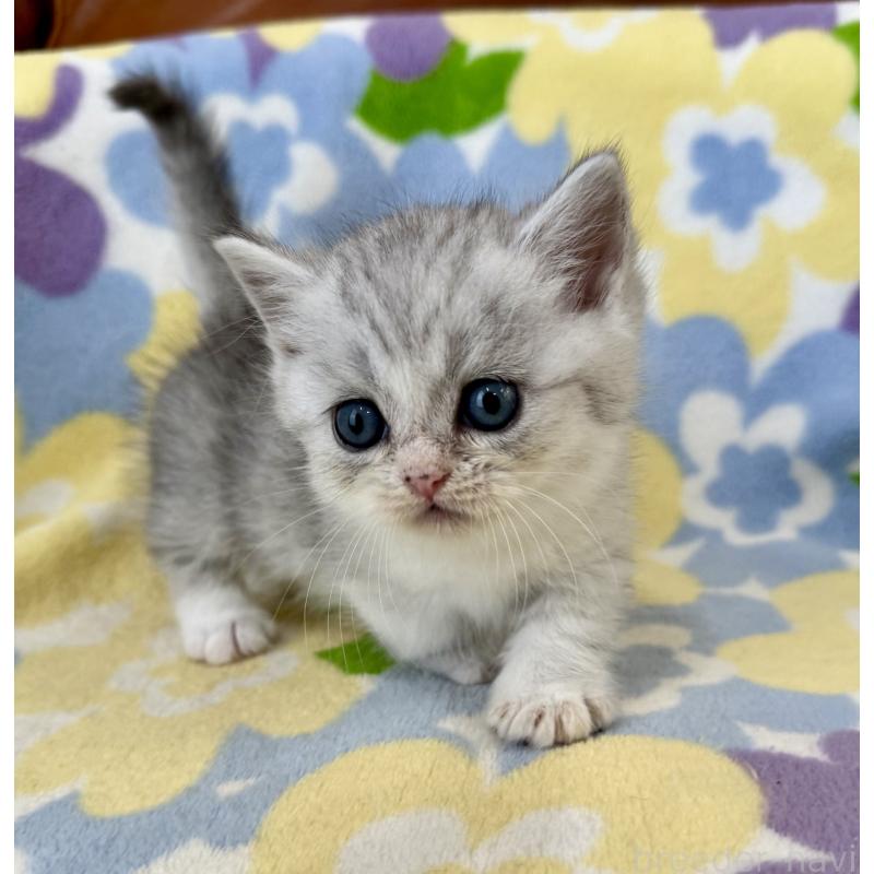 成約済の神奈川県のマンチカン-124849の7枚目