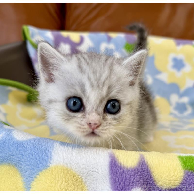 成約済の神奈川県のマンチカン-124849の6枚目