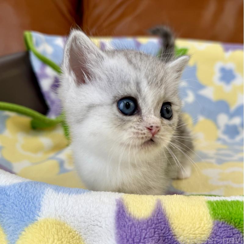 成約済の神奈川県のマンチカン-124849の5枚目