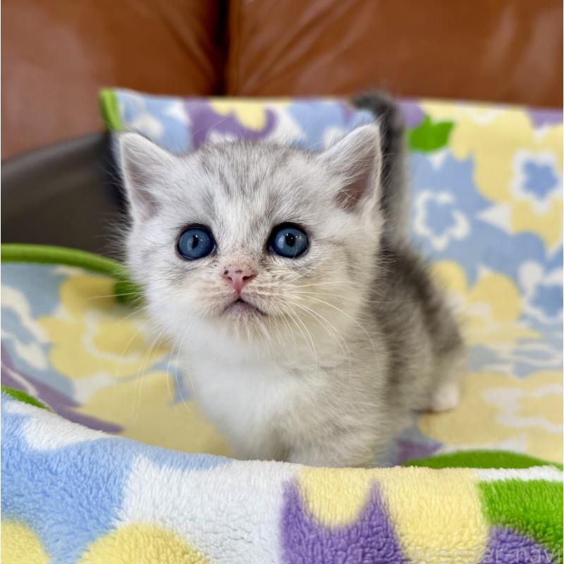 成約済の神奈川県のマンチカン-124849の4枚目