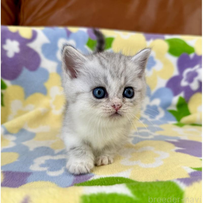 成約済の神奈川県のマンチカン-124849の3枚目