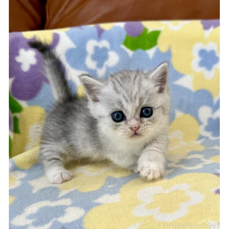 成約済の神奈川県のマンチカン-124849の2枚目