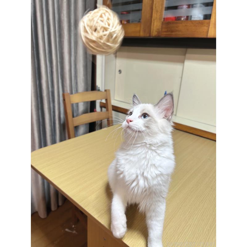 販売中の埼玉県のラグドール-125620の2枚目