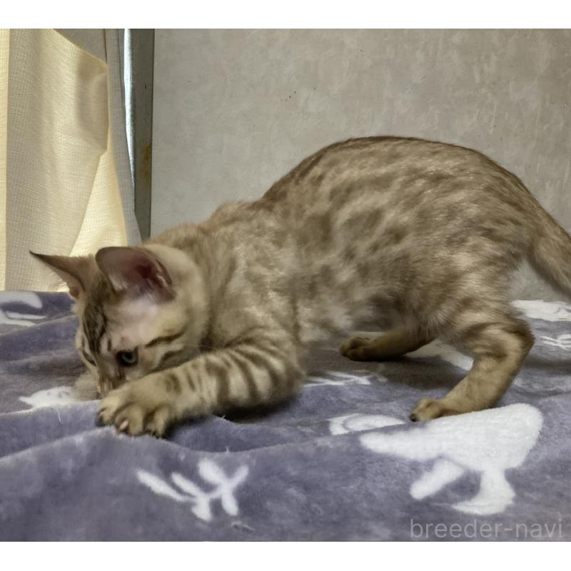 販売中の長野県のベンガル-121147の4枚目