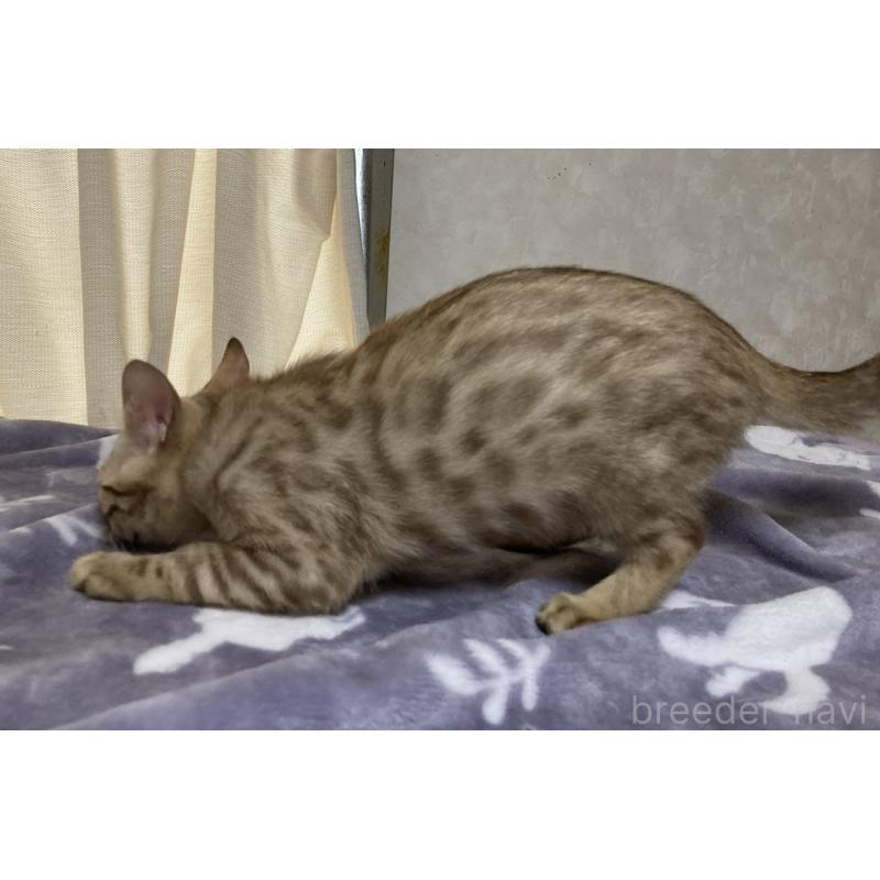 販売中の長野県のベンガル-121147の3枚目