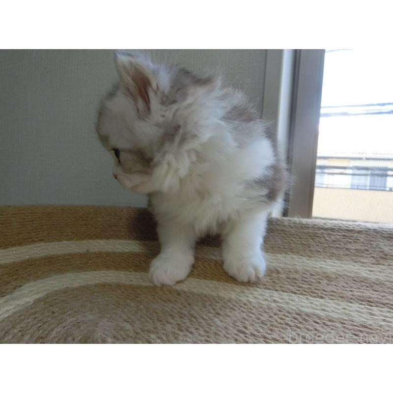 販売中の福岡県のミヌエット-125556の6枚目