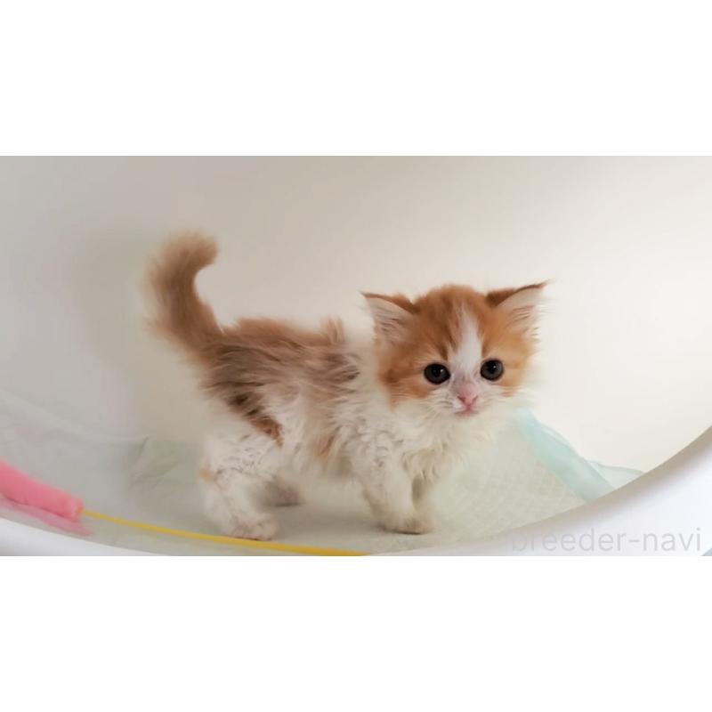 販売中の大阪府のマンチカン-125625の2枚目