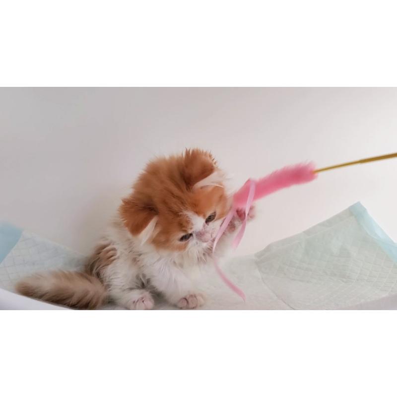 販売中の大阪府のマンチカン-125625の3枚目