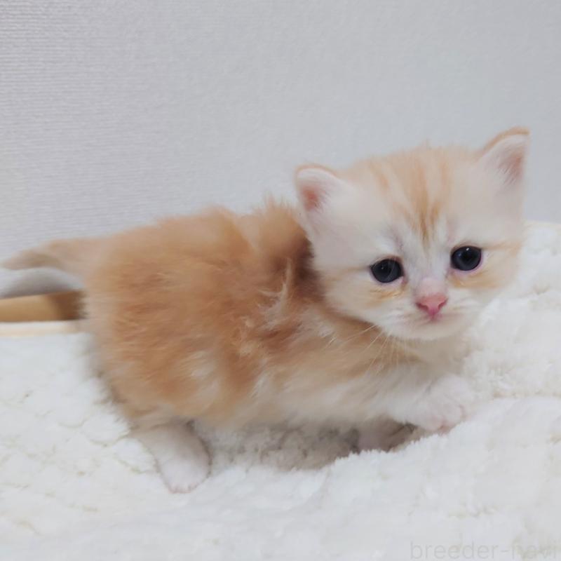 販売中の埼玉県のミヌエット(短足)-125628の2枚目
