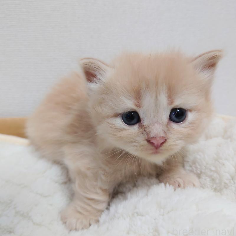 販売中の埼玉県のミヌエット(短足)-125629の3枚目