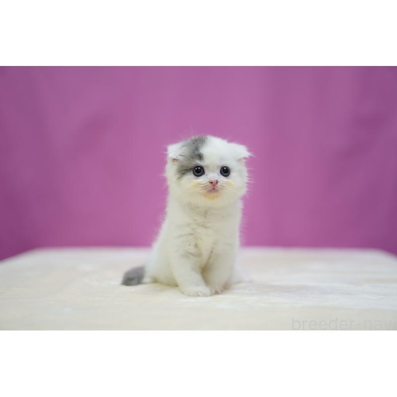 販売中の埼玉県のスコティッシュフォールド(折れ耳)-125658の6枚目