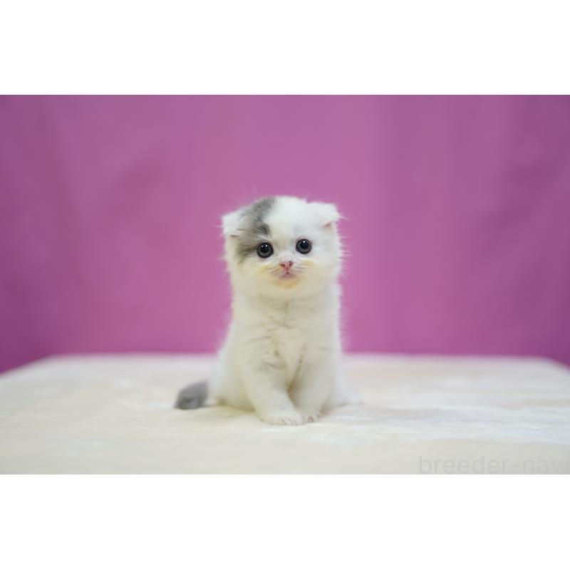 販売中の埼玉県のスコティッシュフォールド(折れ耳)-125658の5枚目