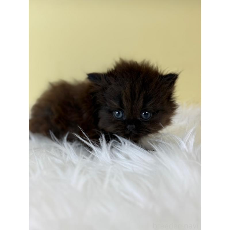 販売中の埼玉県のラガマフィン-125515の2枚目