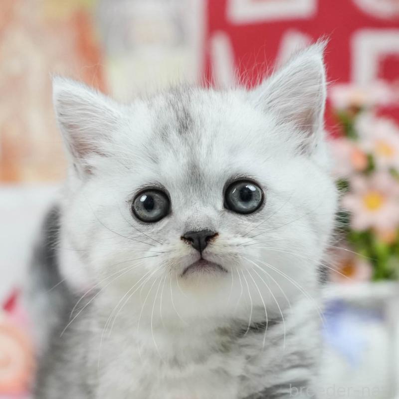 販売中の茨城県のミヌエット-125665の1枚目