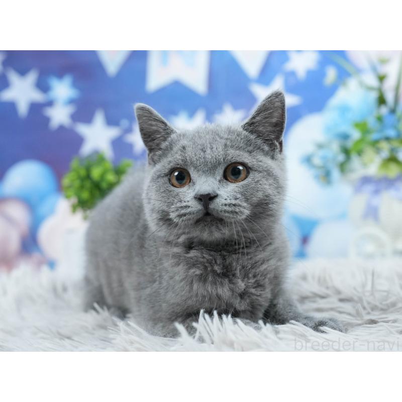 販売中の茨城県のマンチカン-125666の7枚目