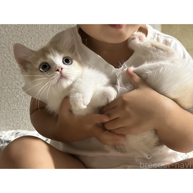 販売中の千葉県のミヌエット(短足)-123712の5枚目