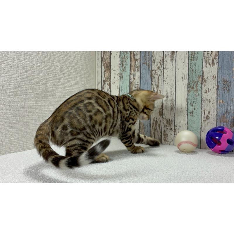 販売中の北海道のベンガル-125677の3枚目