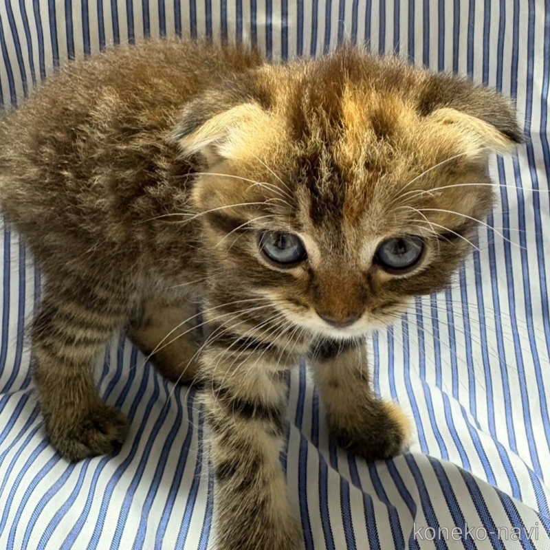 販売中の愛知県のスコティッシュフォールド(折れ耳)-125713の1枚目
