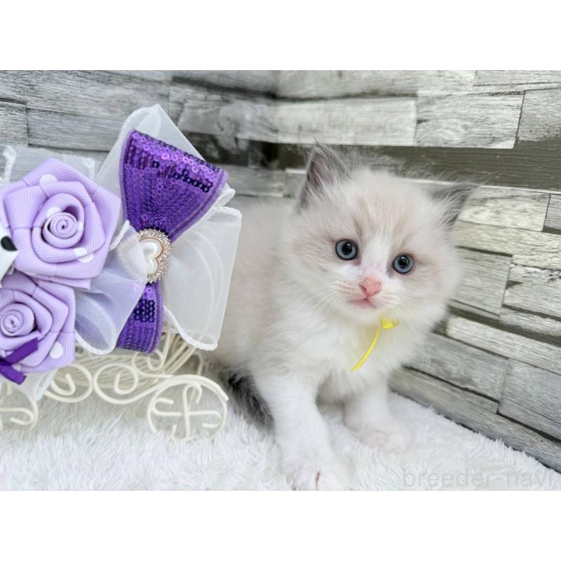 販売中の茨城県のラグドール-125694の3枚目