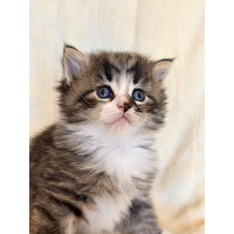 販売中の兵庫県のノルウェージャンフォレストキャット-125709の2枚目