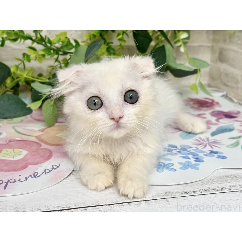 販売中の埼玉県のマンチカン-125718の1枚目