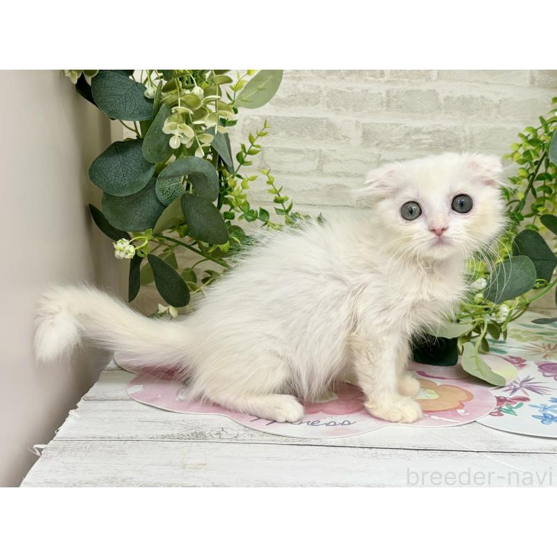 販売中の埼玉県のマンチカン-125718の4枚目