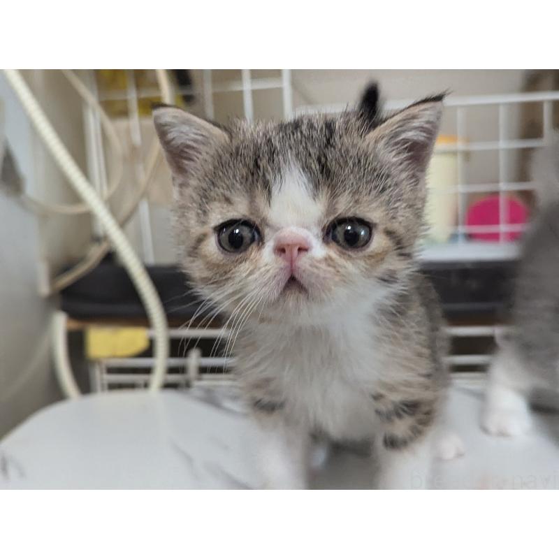 成約済の愛知県のエキゾチックショートヘア-125328の8枚目