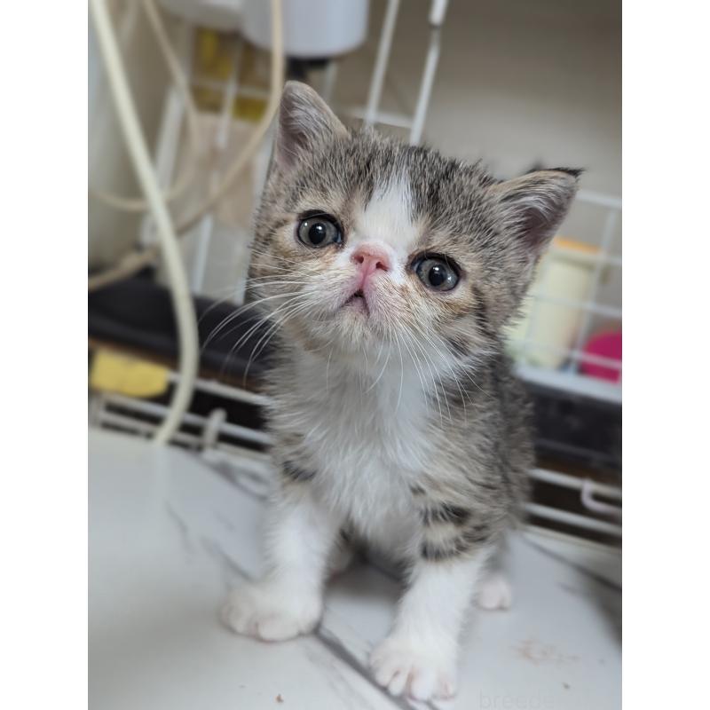 成約済の愛知県のエキゾチックショートヘア-125328の7枚目