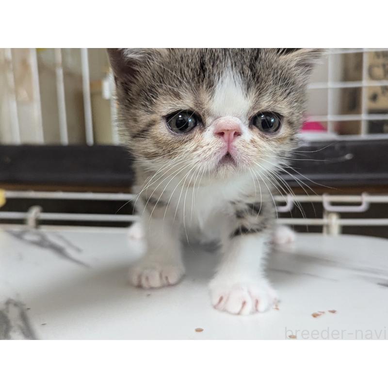 成約済の愛知県のエキゾチックショートヘア-125328の6枚目