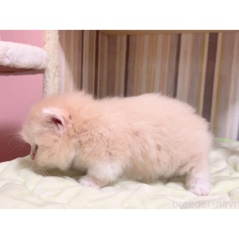 販売中の千葉県のマンチカン(短足)-125732の3枚目