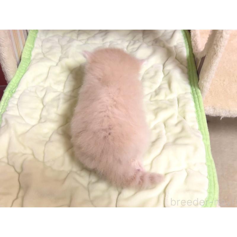 販売中の千葉県のマンチカン(短足)-125732の2枚目
