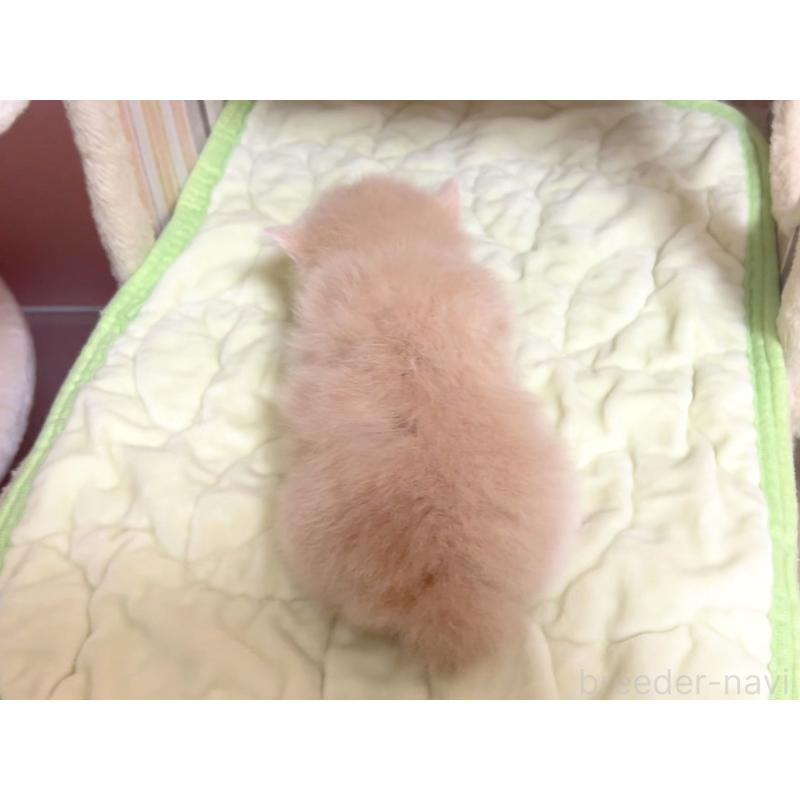 販売中の千葉県のマンチカン(短足)-125733の2枚目