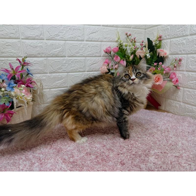販売中の東京都のミヌエット-125680の3枚目