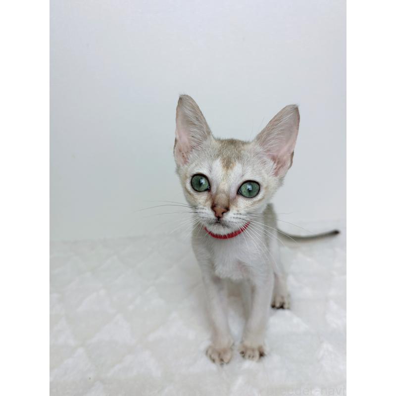 販売中の三重県のシンガプーラ-125741の3枚目