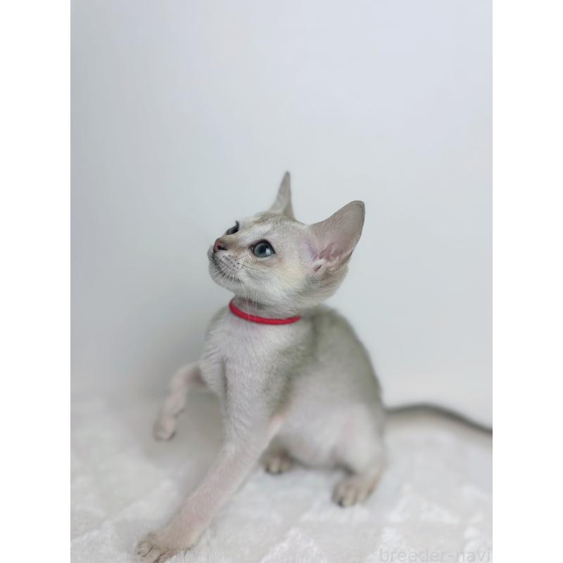 販売中の三重県のシンガプーラ-125741の2枚目