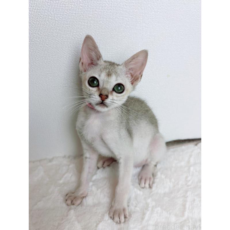 販売中の三重県のシンガプーラ-125742の4枚目