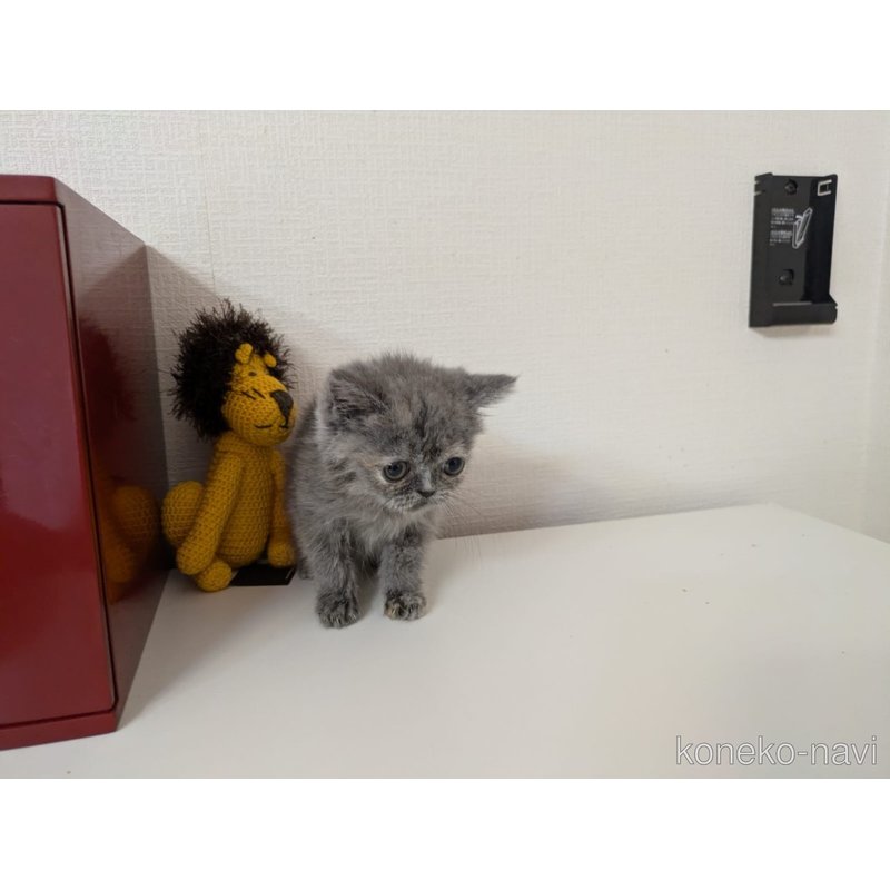販売中の大阪府のエキゾチックショートヘア-125768の2枚目