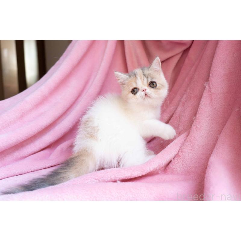 成約済の東京都のエキゾチックショートヘア-122424の5枚目