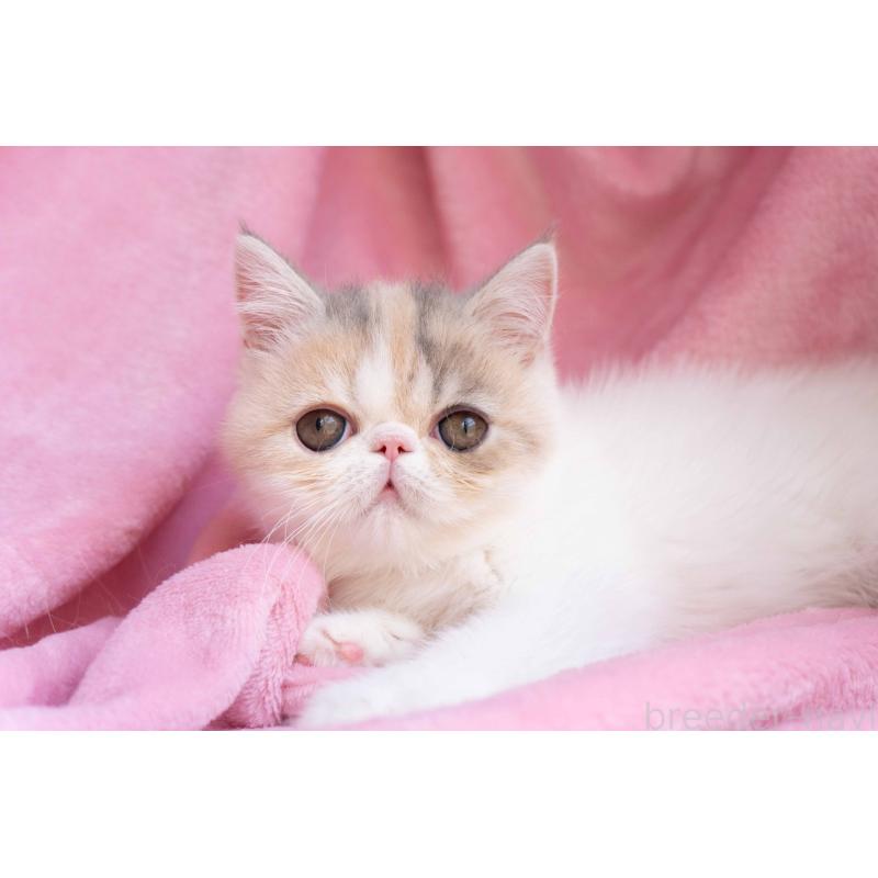 成約済の東京都のエキゾチックショートヘア-122424の4枚目