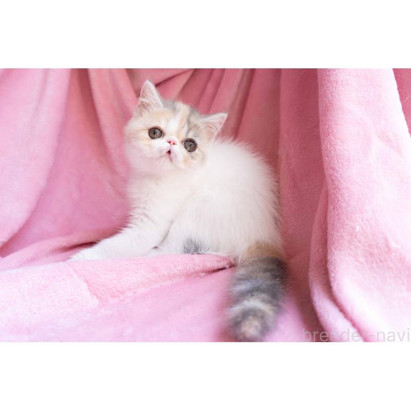 成約済の東京都のエキゾチックショートヘア-122424の3枚目