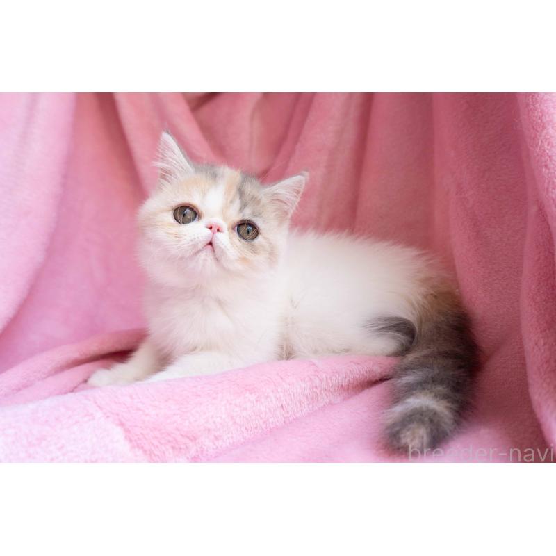 成約済の東京都のエキゾチックショートヘア-122424の2枚目