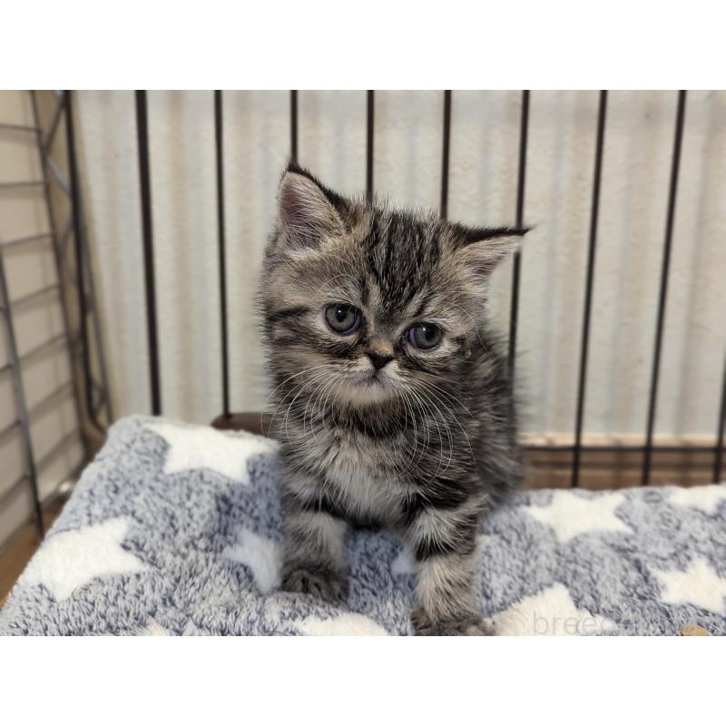 成約済の愛知県のエキゾチックショートヘア-125330の10枚目